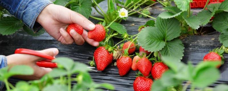 草莓要放冰箱冷藏保存吗 草莓要放冰箱冷藏保存吗多少度