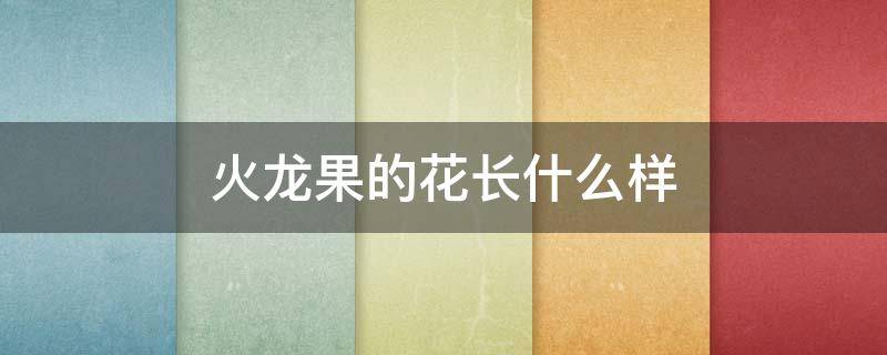 火龙果的花长什么样（火龙果的花长什么样子图片）