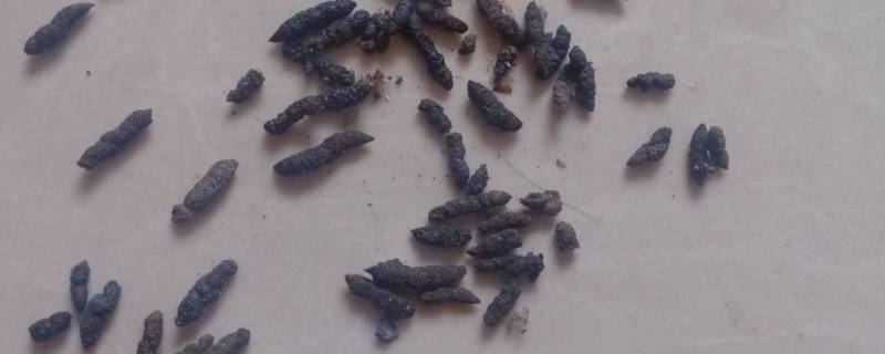 老鼠屎长什么样（老鼠屎长什么样 有毒）