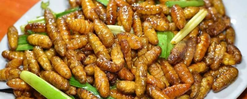 活的蚕蛹保存方法如下 活蚕蛹如何保存