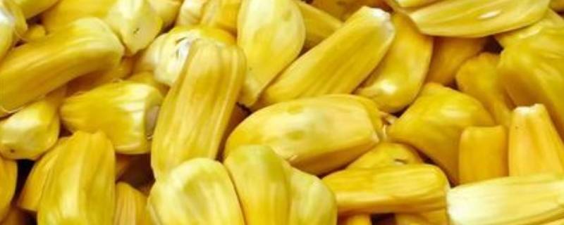 菠萝蜜核外面的一层皮可以吃吗 菠萝蜜核外面的一层皮可以吃吗