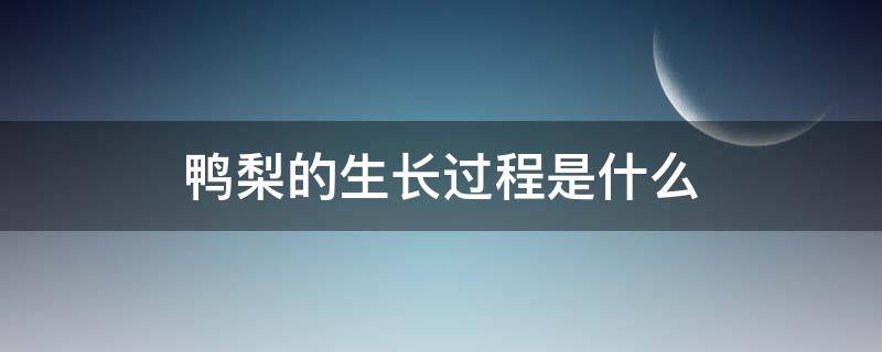鸭梨的生长过程是什么（鸭梨的成熟期）