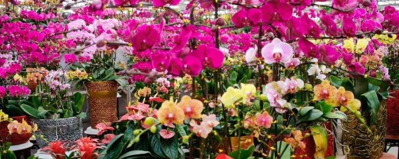 花市的由来 花市由来150字
