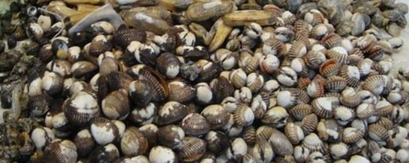 海鲜贝壳类有哪些（贝类海鲜有哪些）