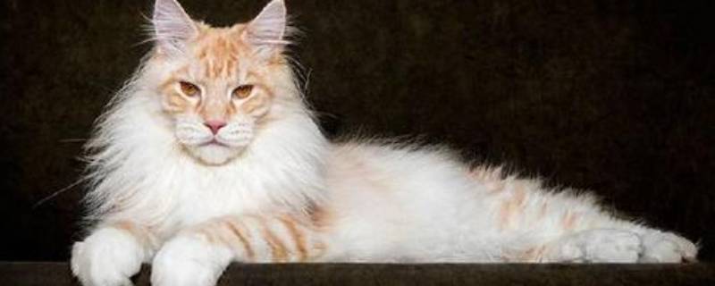 猫的由来（猫的由来和进化史）