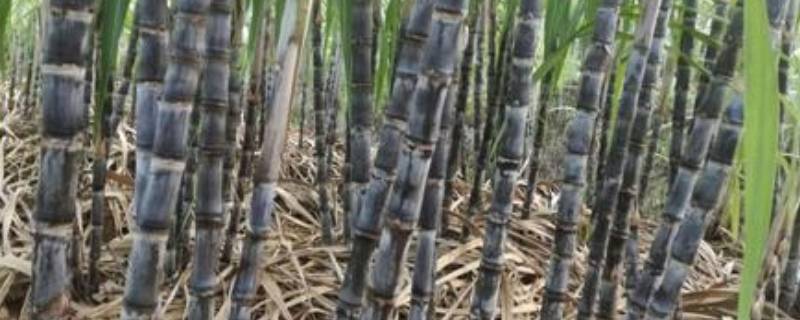 甘蔗如何保存方法 甘蔗如何保存方法新鲜
