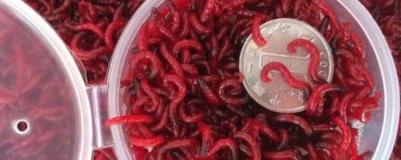红虫怎样保存活的时间更长（买回来的红虫用不完怎么养）
