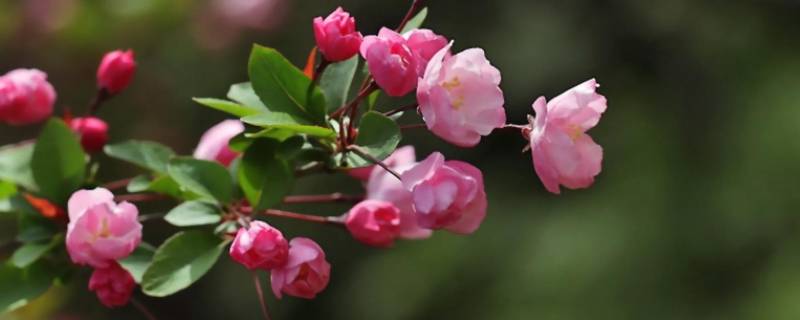 花的由来（水仙花的由来）