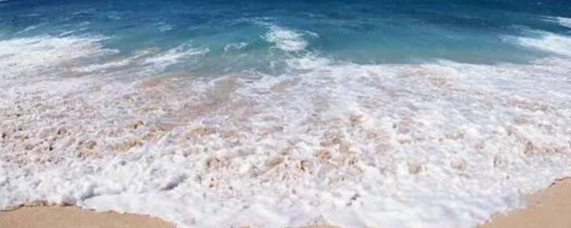 海滩上有什么（海滩上有什么生物）