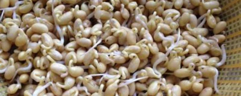 黄豆芽和平菇怎么炒好吃 黄豆芽和蘑菇怎么炒