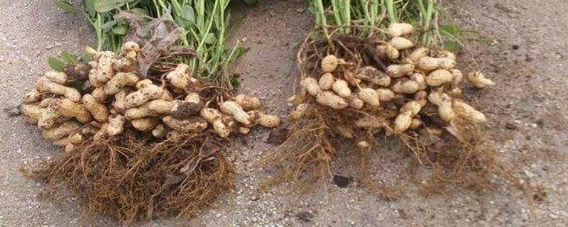 落花生的由来（落花生的由来资料）