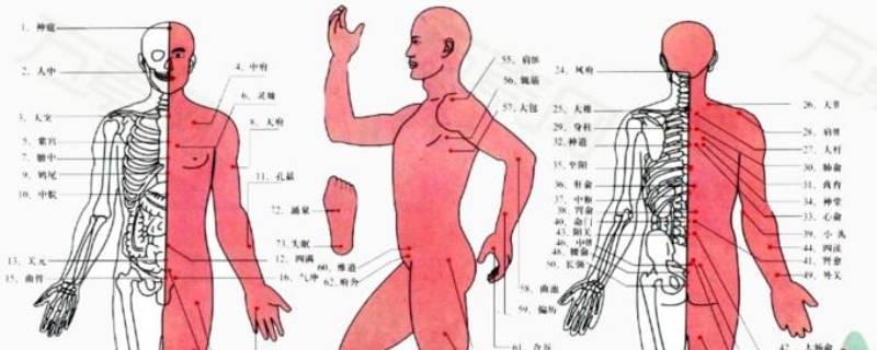 人体的由来（人体的由来思维导图）