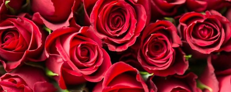 19朵红玫瑰花语是什么 19朵红玫瑰花的花语是什么