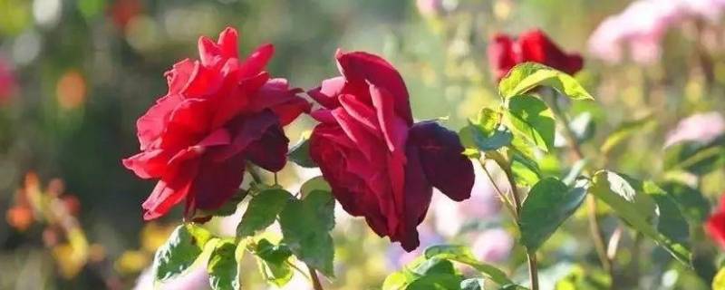 玫瑰花的由来（玫瑰花的品种）