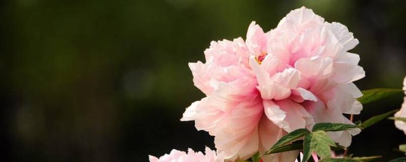 牡丹的由来 牡丹花国花的由来