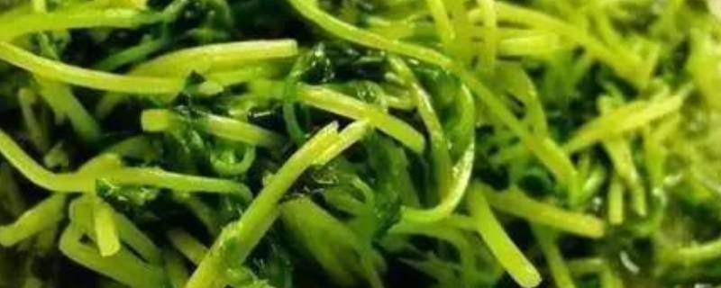 菠菜怎么炒不老（菠菜怎样炒不涩）
