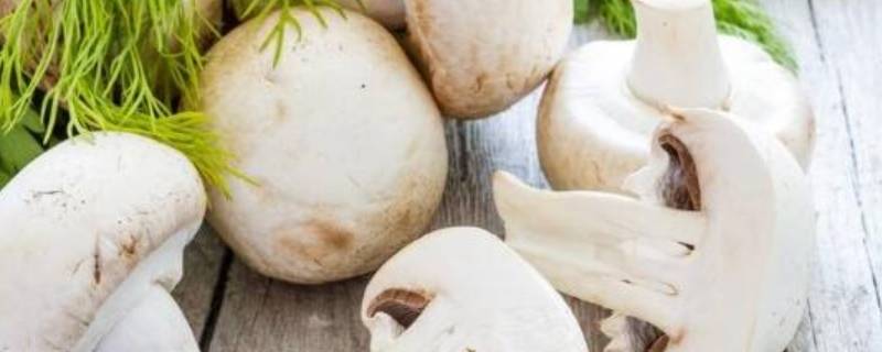 炒白色的蘑菇怎么炒好吃（炒白色的蘑菇怎么炒好吃又简单）