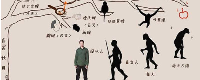 人的由来（人的由来人类的起源和发展）