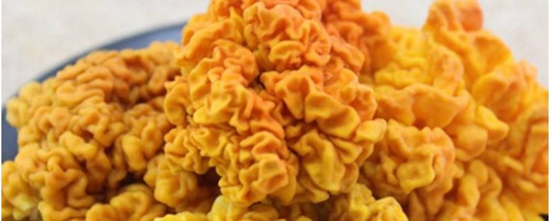 黄耳是什么（黄耳是什么动物）