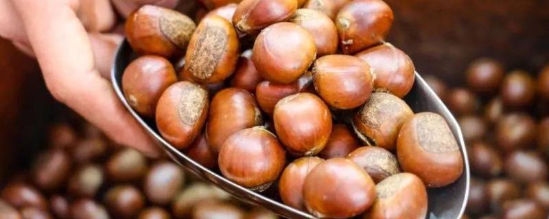板栗炒鸡怎么煮（板栗炒鸡怎么做好吃）