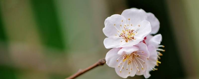 梅花由来 梅花是从哪里来的