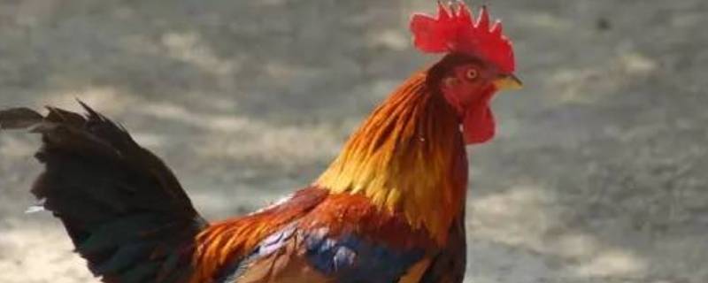 鸡的由来 鸡的由来民间故事