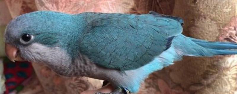 和尚鹦鹉是几级保护动物（和尚鹦鹉是几级保护动物吗）