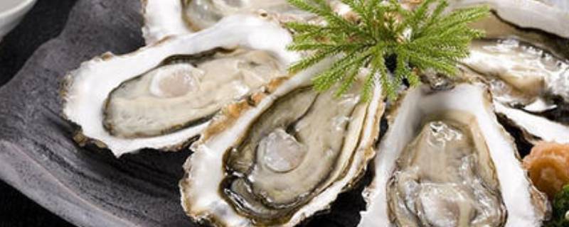 牡蛎是不是生蚝（牡蛎对男性性功能有用吗）