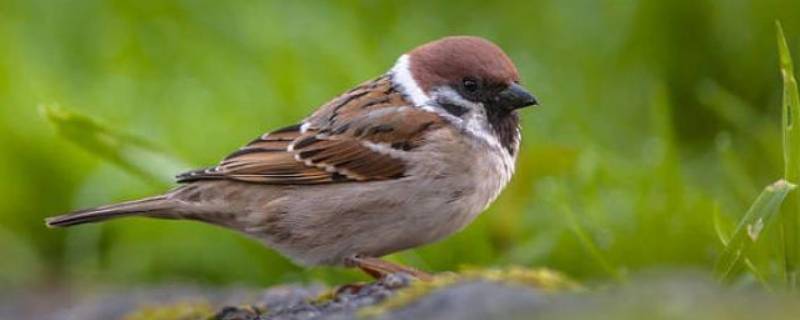 麻雀是早成鸟还是晚成鸟 麻雀是早成鸟吗