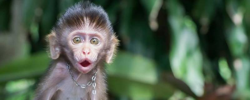 猴子的食囊有什么作用 猴子的食囊是什么