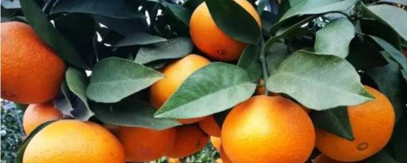 红美人是橙子还是橘子 红美人跟橙子的区别