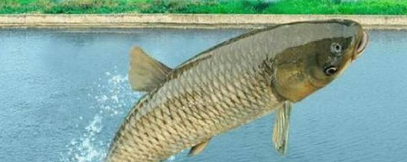 大草鱼腌制多久后晾晒（大草鱼腌制晾晒办法）