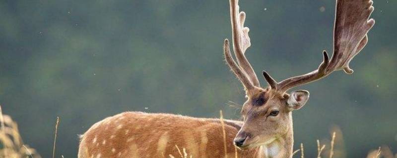 麋鹿的角会自然脱落吗 鹿的角会自己脱落吗