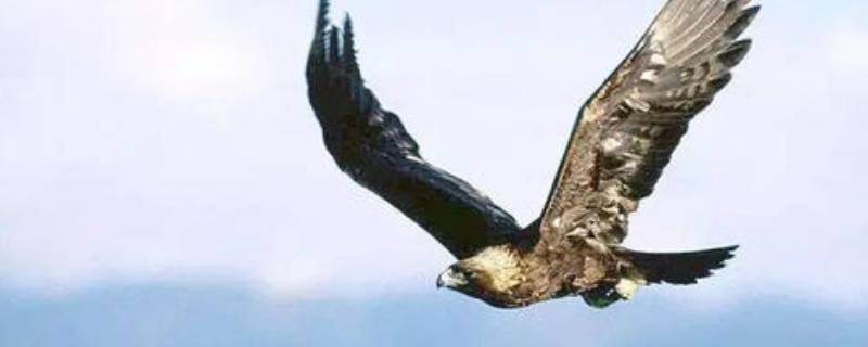 鹏是什么动物 上古神兽鲲鹏