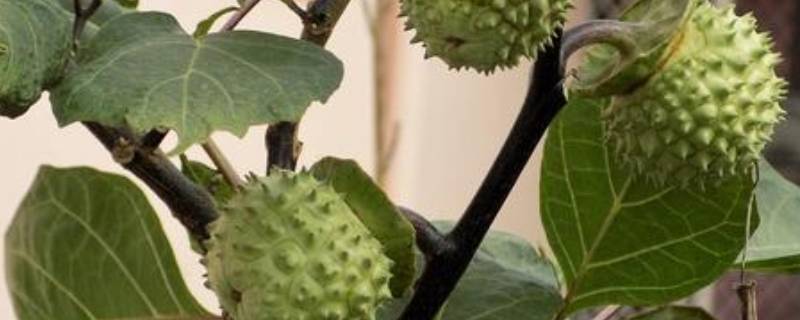 刺苹果可不可以吃 刺苹果果可以吃吗