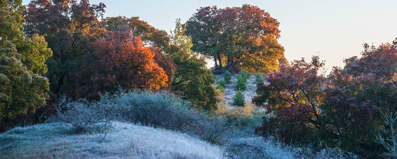 霜与雪的区别（霜与雪的区别是什么）
