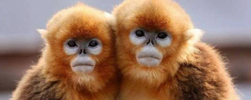 我国特有珍稀动物有哪些（我国有多少种特有珍稀动物）