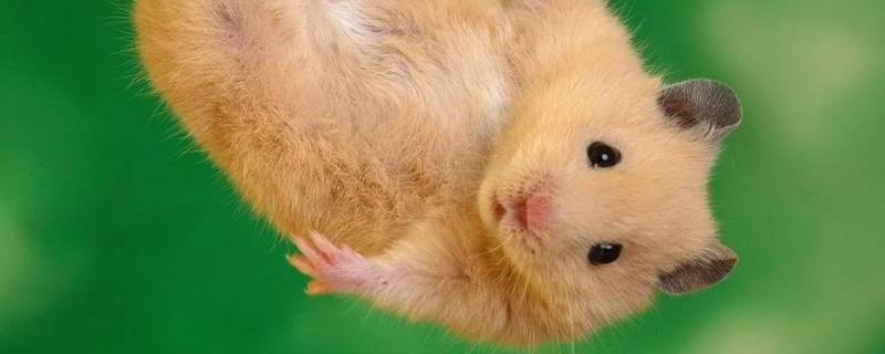 一步一计猜动物（什么动物一步一计）