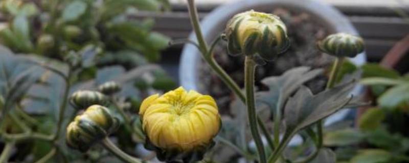 小菊花的寓意和象征（小菊花的寓意和象征什么）