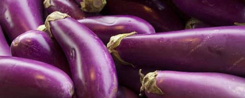 茄子坏了什么样 茄子坏了啥样