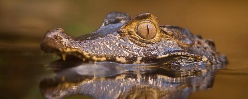 鳄鱼可以在陆地上生活吗 为什么鳄鱼能在陆地上生活还能在水上生活