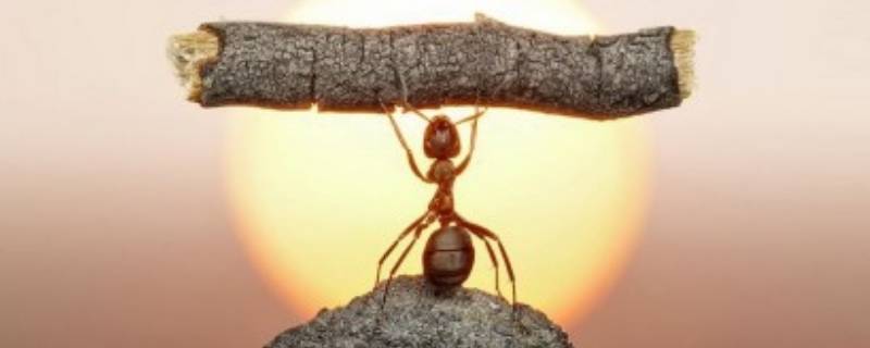 蚂蚁几只脚（一个蚂蚁几只脚）
