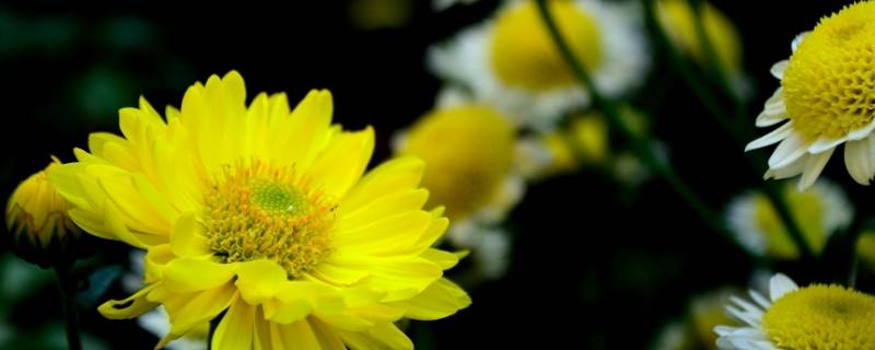 菊花的精神 菊花的精神品质