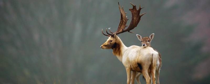鹿的角为什么会自动掉（鹿的角为什么会自动掉下来）