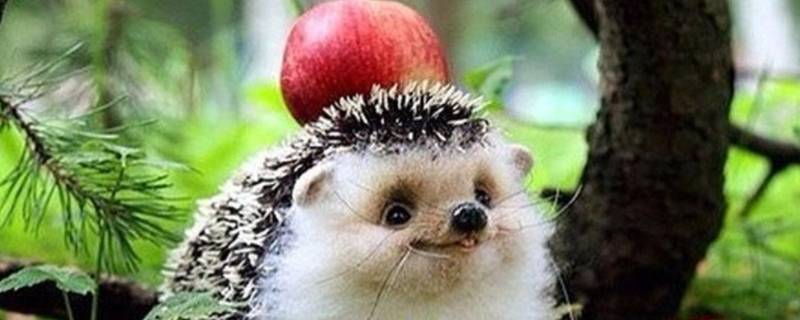 刺猬需要冬眠吗（刺猬冬眠吗?为什么?）