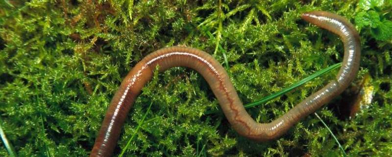 蚯蚓生活在什么环境中 蚯蚓最怕的三样东西
