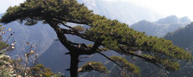 青松生长在高原还是悬崖（青松生活在高原还是悬崖）