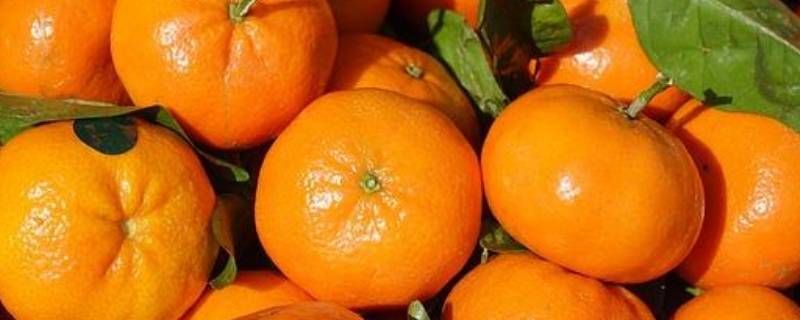 吃虾可以吃橘子吗 吃虾能吃橘子吗