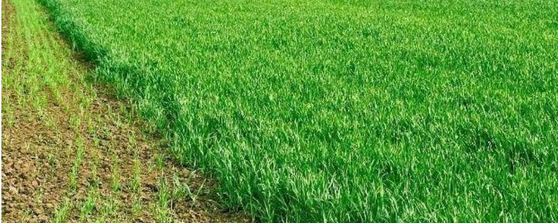 麦苗是什么季节 麦子什么季节种