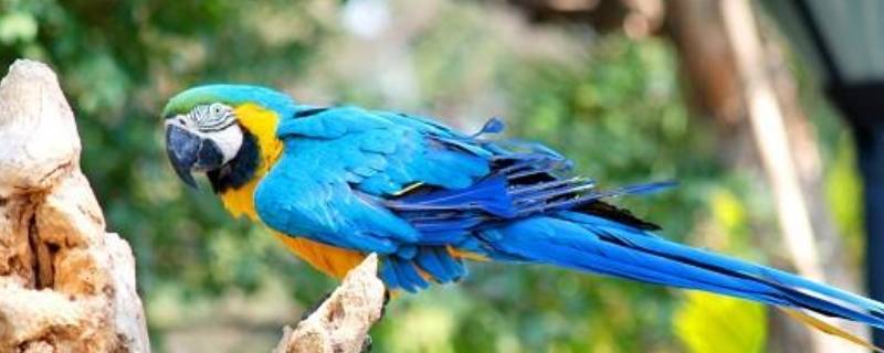 爱唠叨的动物有哪些 爱唠叨的动物有哪些图片